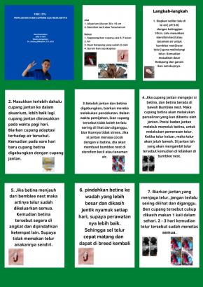 Trik Jitu Pemijahan Ikan Cupang Ala Reza Betta